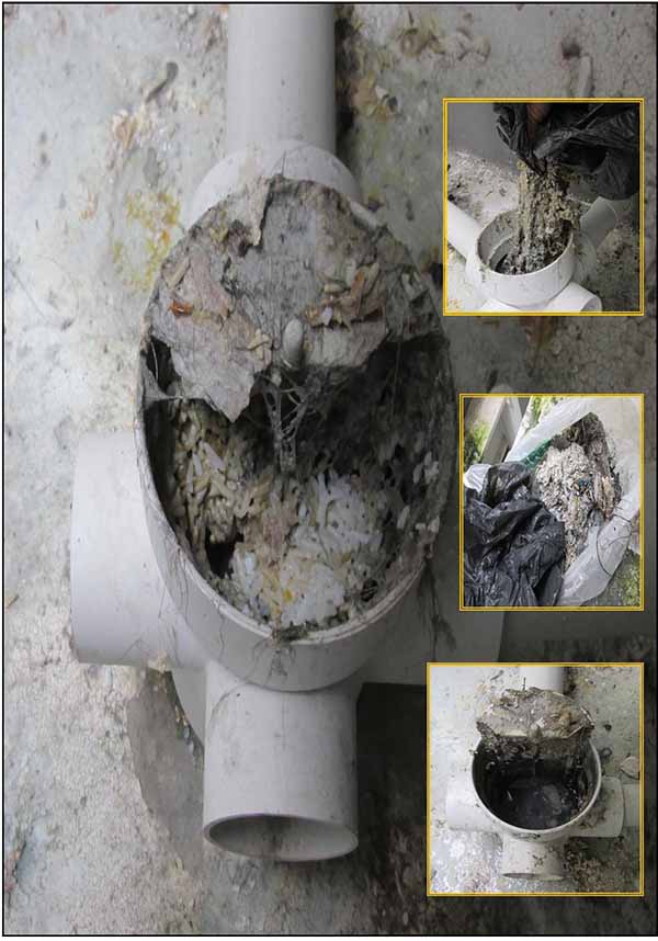 Improper disposal of food waste into waste pipe